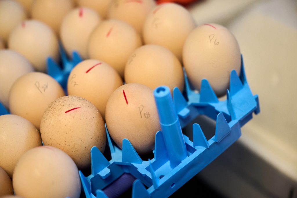 Eggs as scientific tests