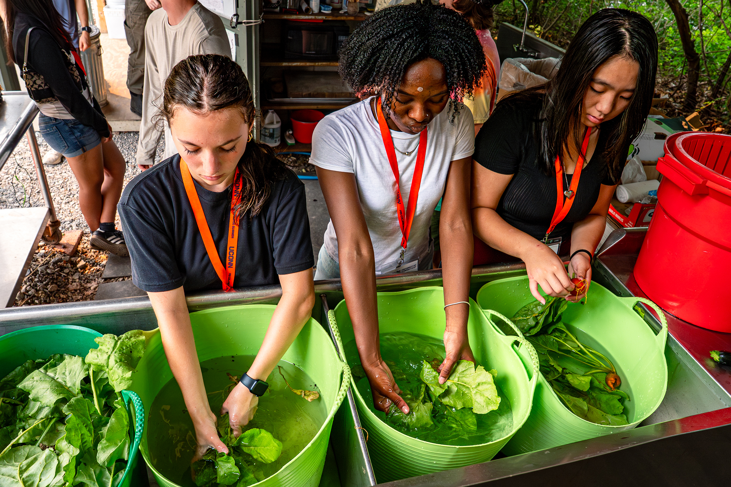 students cleaning leafy vegetables
